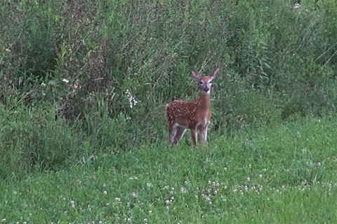Deer at the parents' 2013
