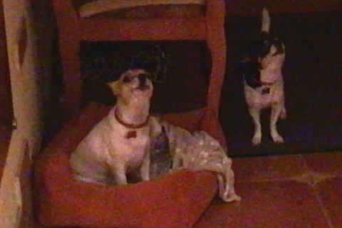 Harry and Johnny howl